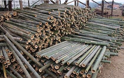 竹膠板原材料-楠竹 竹膠板原材料-中南神箭楠竹