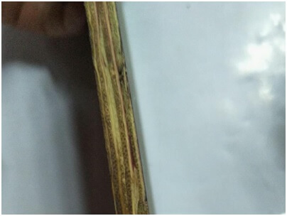 中南神箭竹膠板側(cè)面密實度好